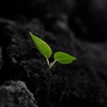 Role of Potassium Humate in Sustainable Agriculture