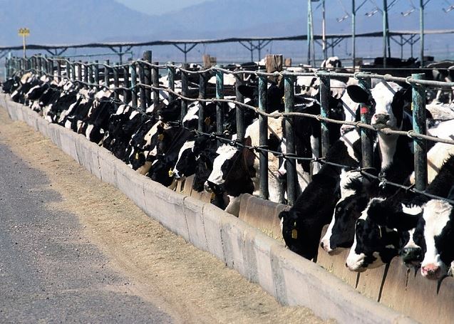 Sodium humate used for animal feed