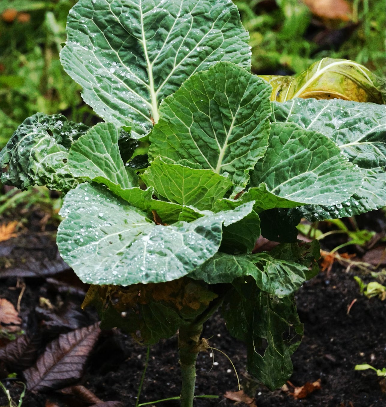 What is fulvic acid?