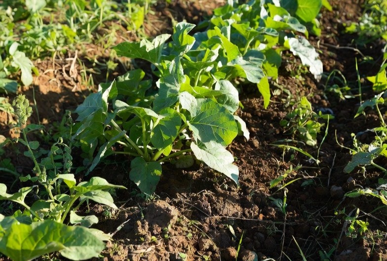 Benefits of humate for soil