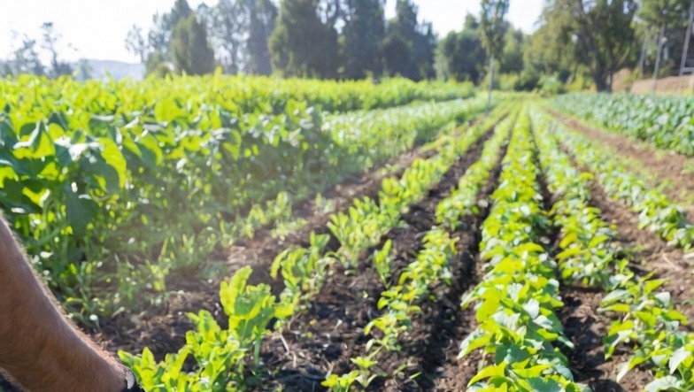 Definition of Humate in Soil