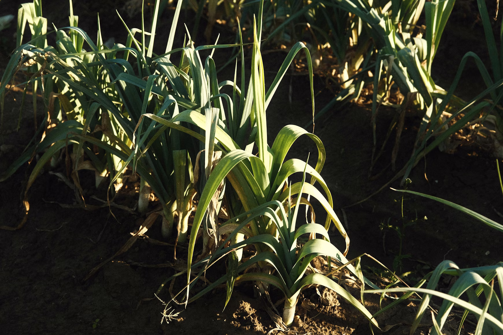 Fulvic Acid Fertilizer