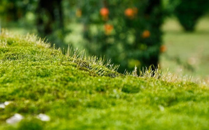 How to use humate on a lawn?