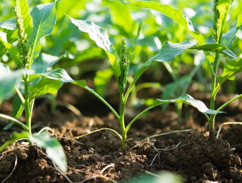 Humate for plant growth