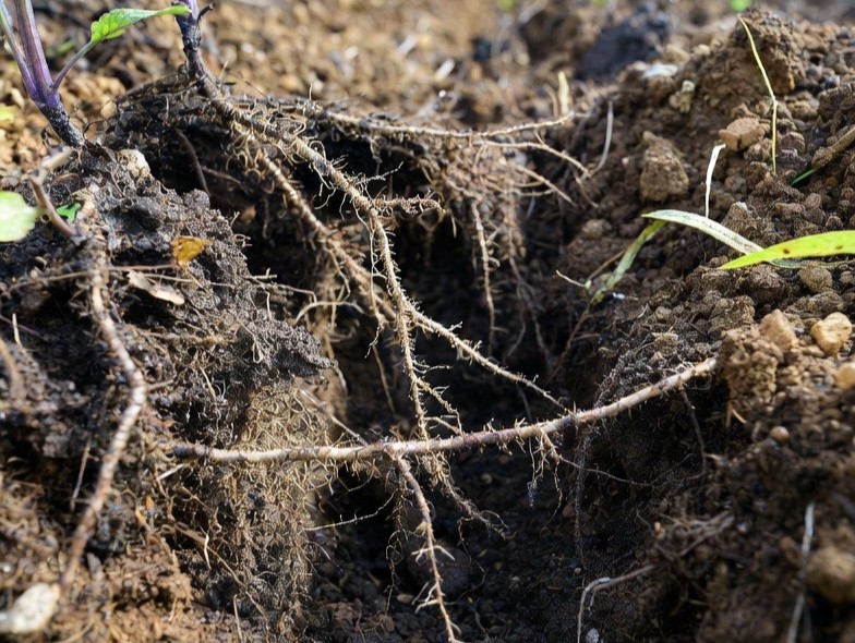 Humate is used as a fertilizer amendment