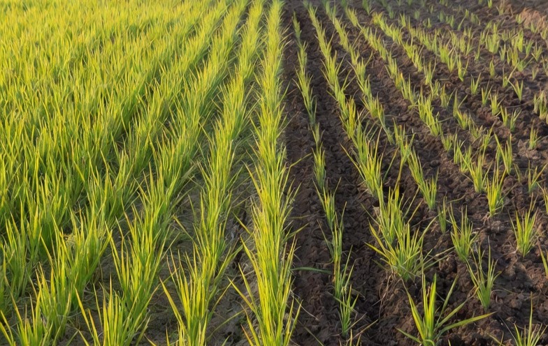 Humate used for crop yield