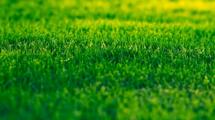 Humate used for lawn