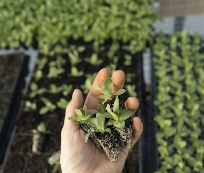 Humate used for organic farming