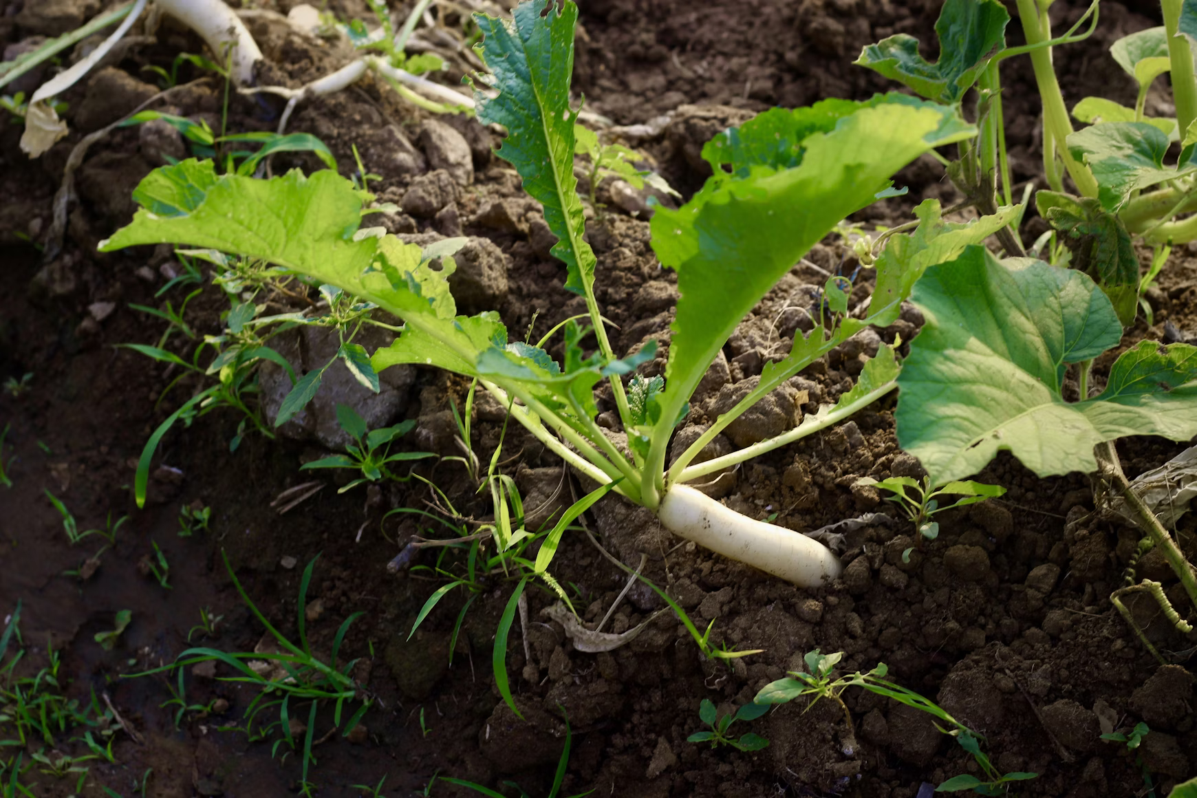 Humate used for soil remediation