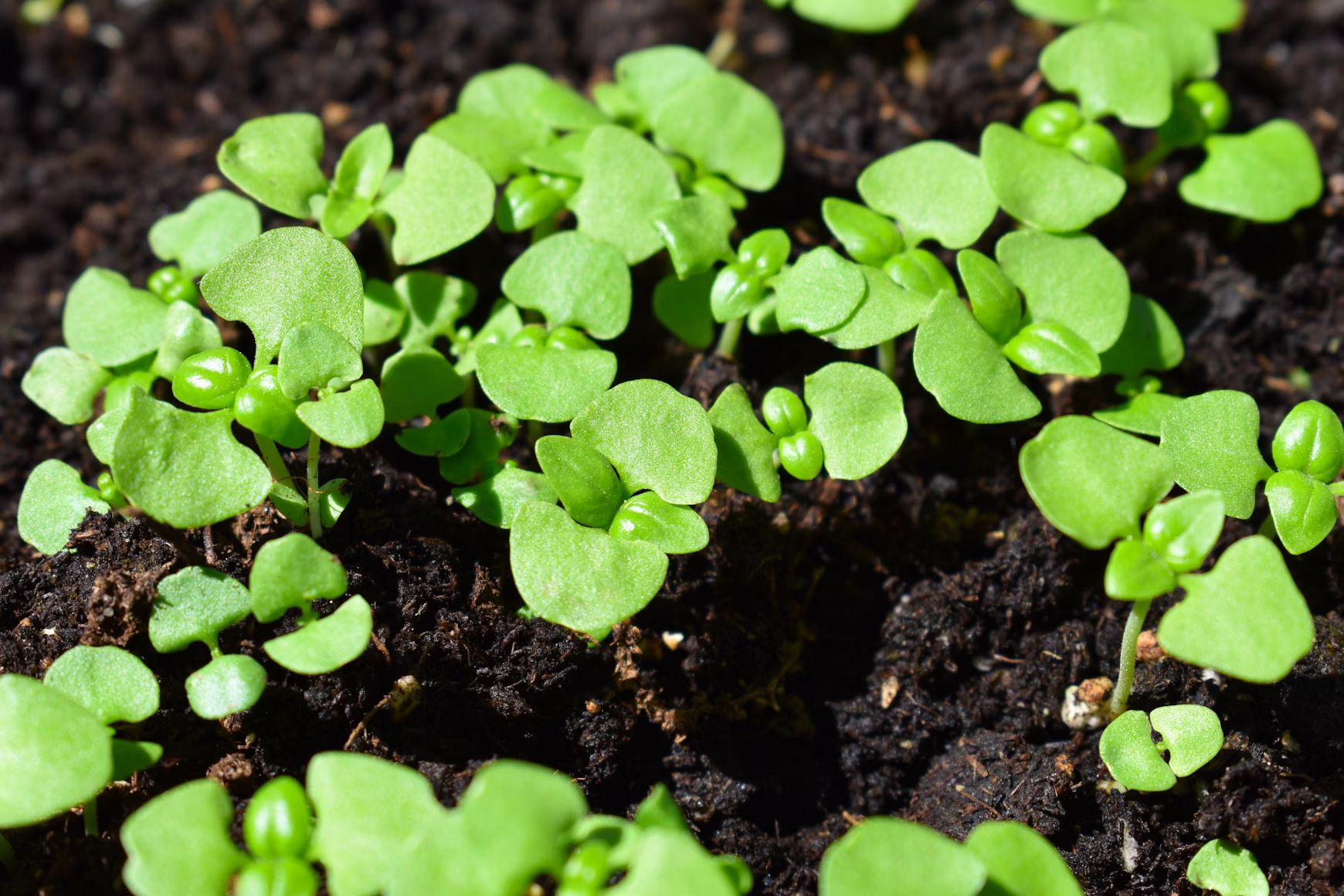 Humate used for vegetable gardens