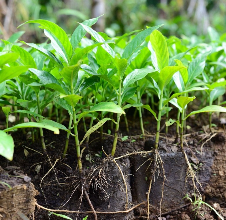 Liquid humate used for plants