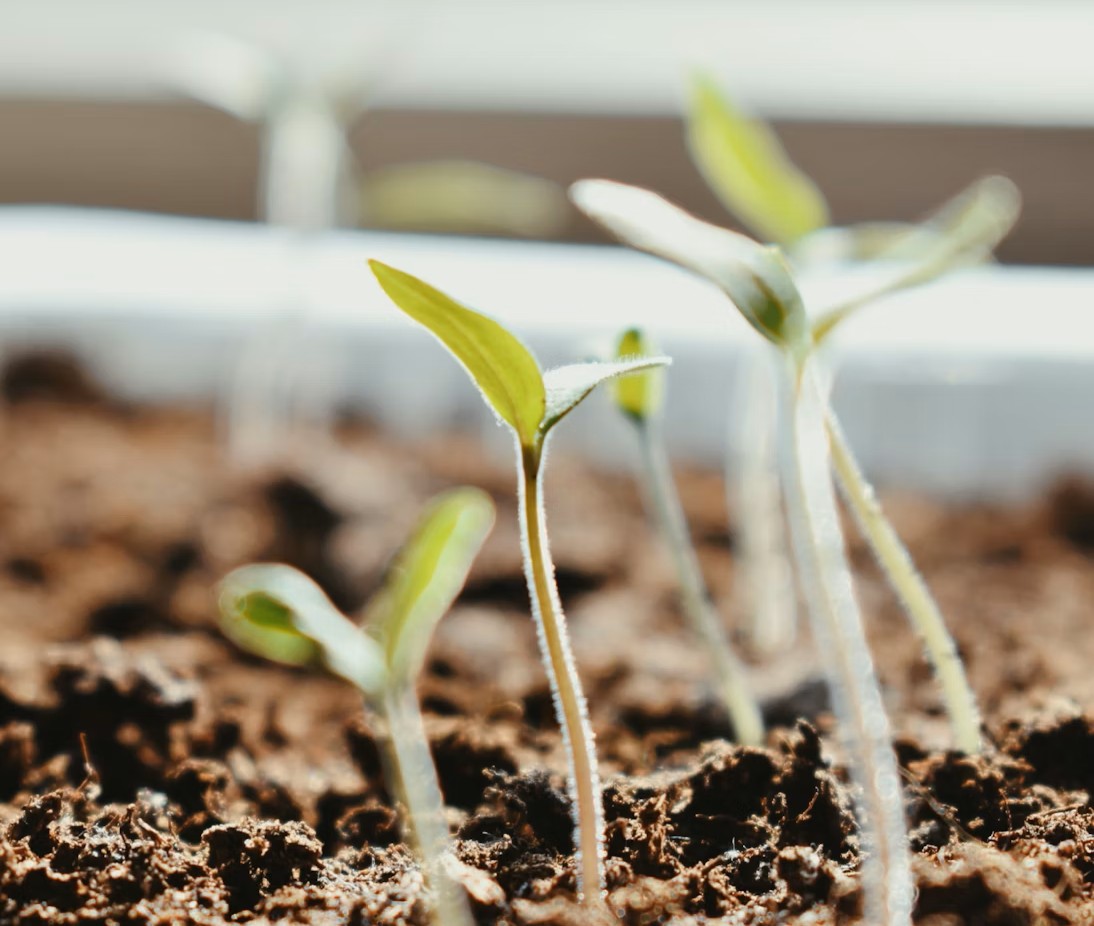 Potassium humate fertilizer