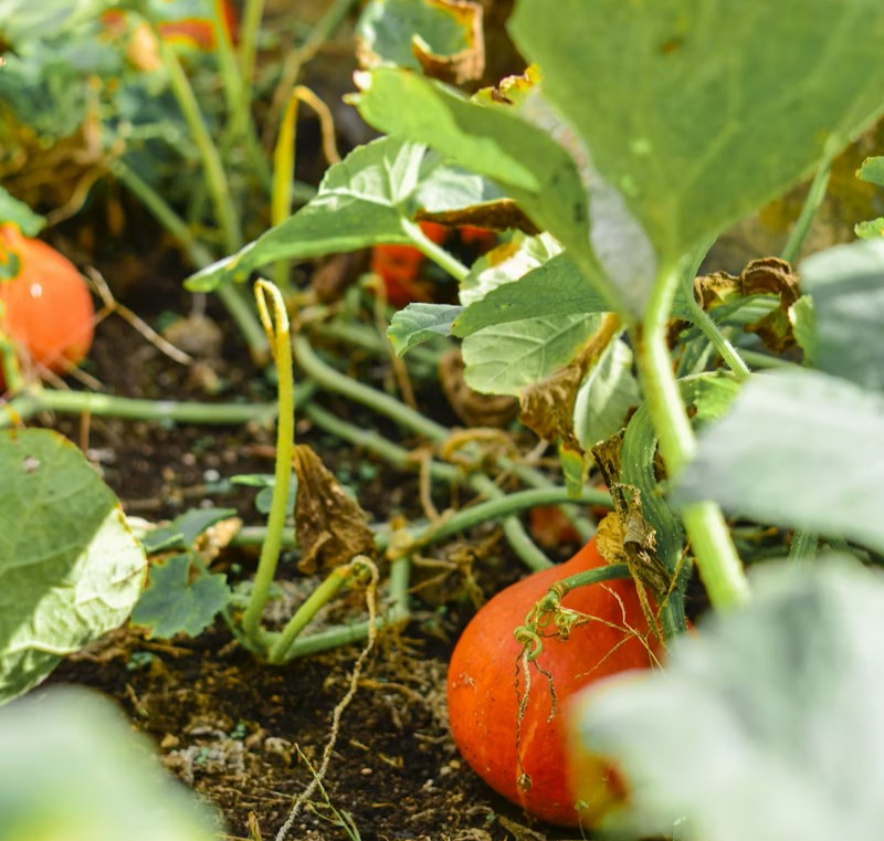 Benefits of Humate from Leonardite