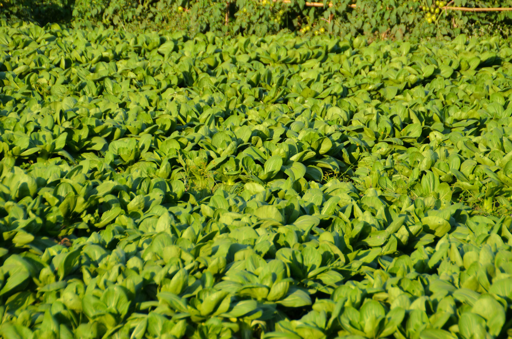 Best liquid humate used for plants