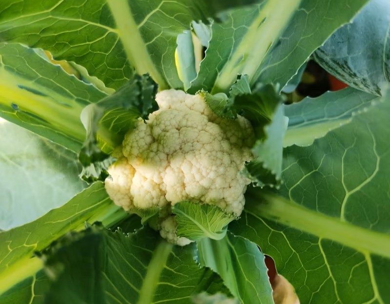 Humate fall application