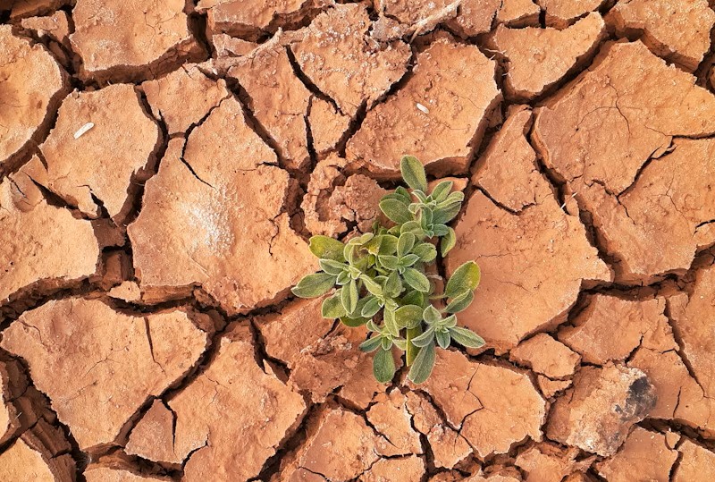 Humate used for drought resistance