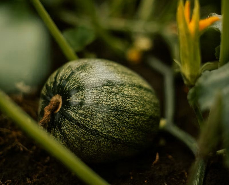 Humate used for drought