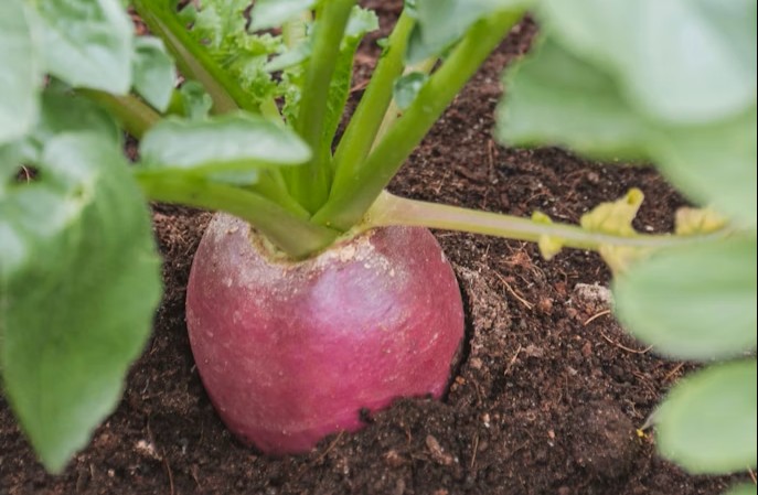 Where can I buy humate locally?